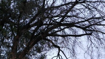arbol-ramas