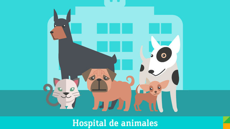 hospital veterinario público morelia