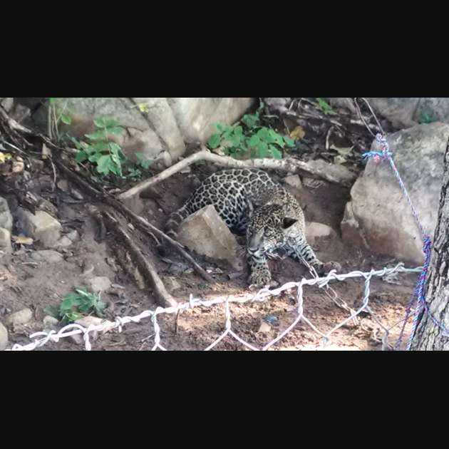 jaguar chivos nayarit 1