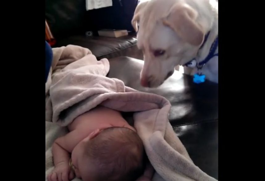 perrito cuida a bebé