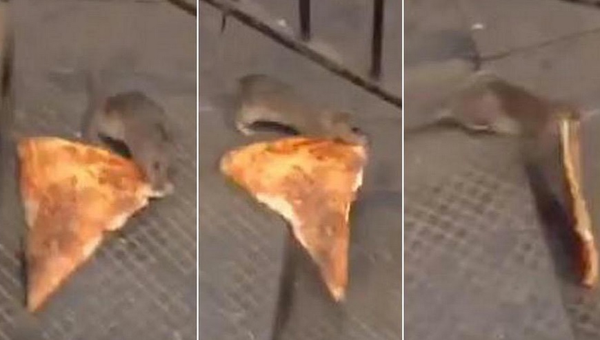 pizza rata 5