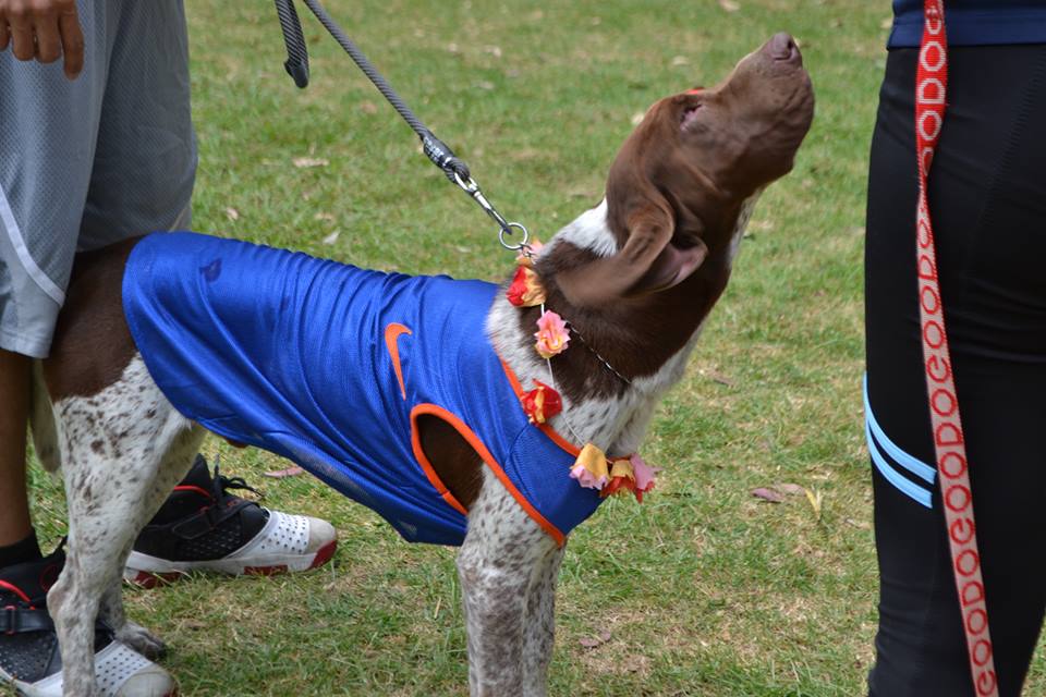 festival animalista