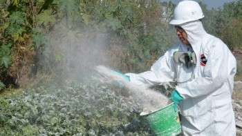 preventiva-Chikungunya-Morelia