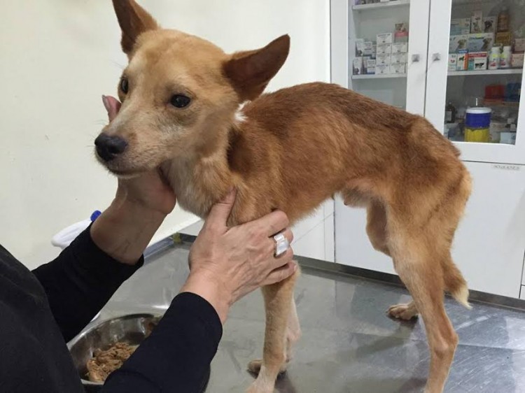 rescate zorrito