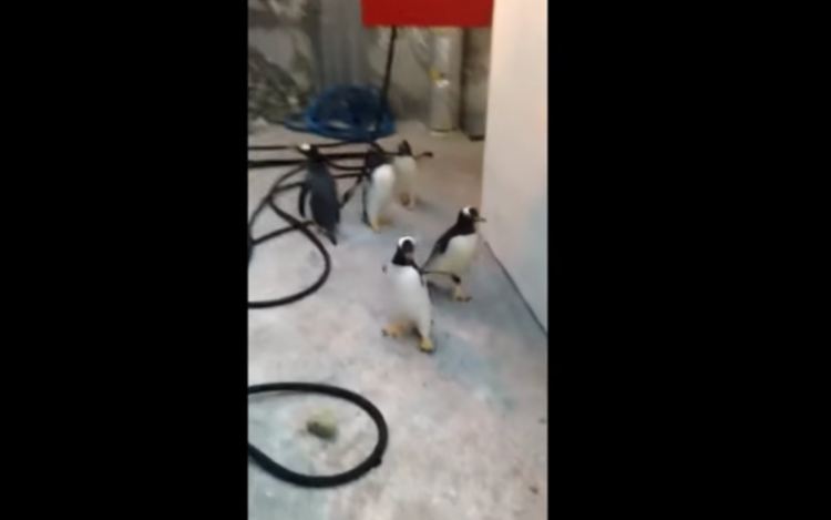 pingüinos intentan escapar del zoológico