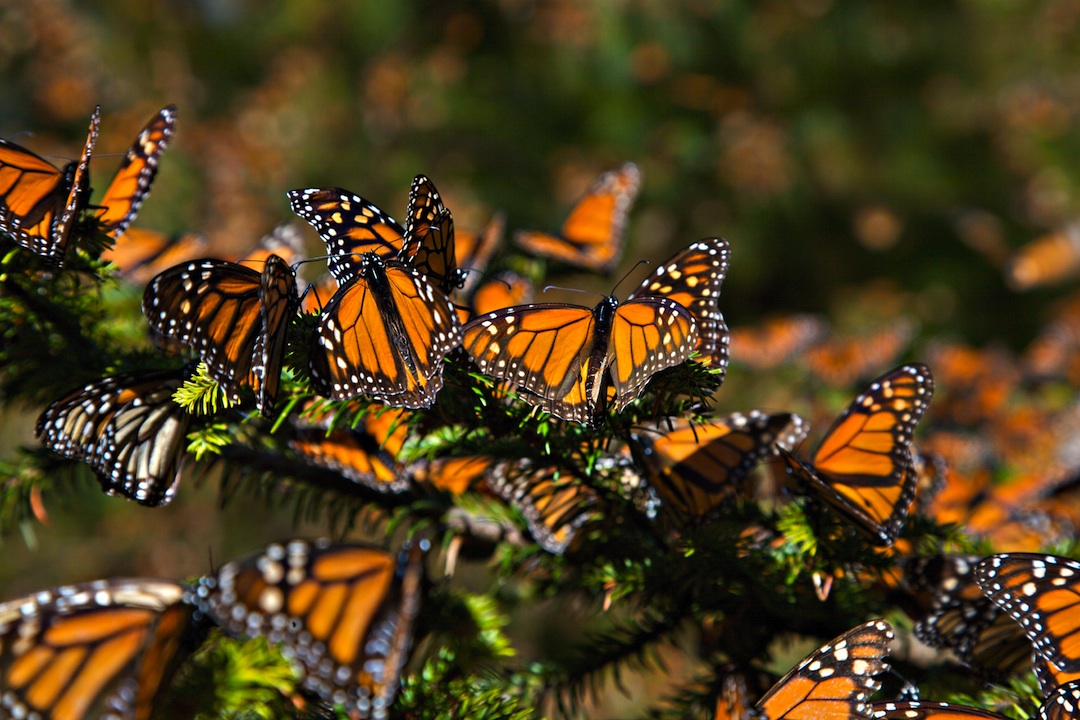 Feb. 6, 2008 - Ocampo, Michoacan, MEXICO - Monarch Butterflies mass at the Monarch Butterfly Biosphere Reserve in El Rosario central Mexican in Michoacan State. Each year hundreds of millions Monarch butterflies mass migrate from the U.S. and Canada to Oyamel fir forests in the volcanic highlands of central Mexico. North American monarchs are the only butterflies that make such a massive journeyÑup to 3,000 miles (Credit Image: © Richard Ellis/ZUMAPRESS.com)