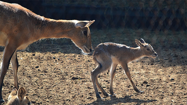 antilopes-bebe-Zoologico-Morelia-2