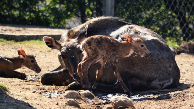 antilopes-bebe-Zoologico-Morelia-3