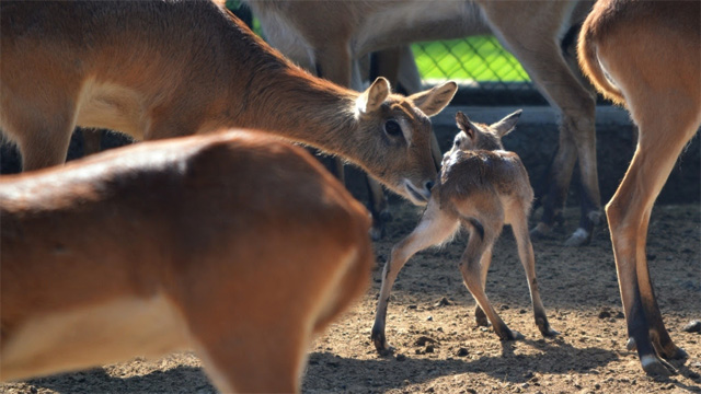 antilopes-bebe-Zoologico-Morelia
