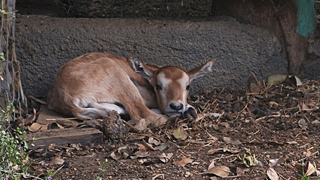 bebé-antilope-Zoologico-de-Morelia