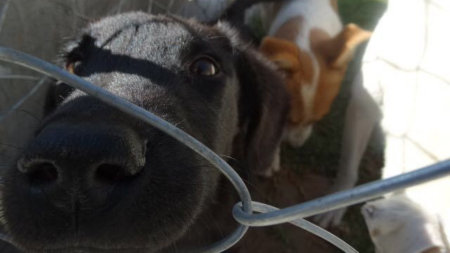 perrito-perro-Control-Canino-Morelia-adopcion-2