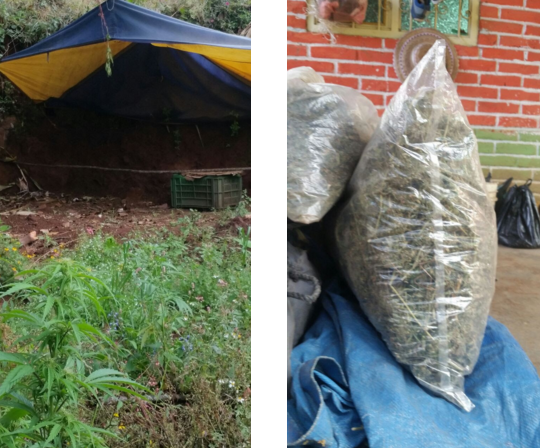 plantío de marihuana en tangancícuaro