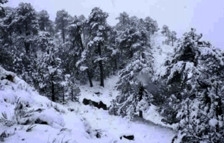 Como Una Novia Se Viste De blanco El Cerro De Tancítaro