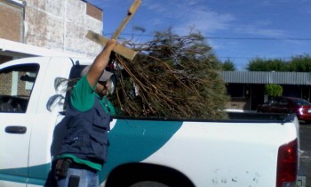 arbol de navidad