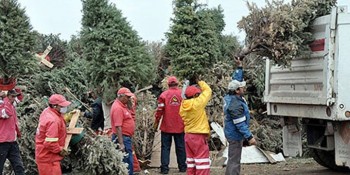reciclar arboles de navidad-ayuntamiento morelia