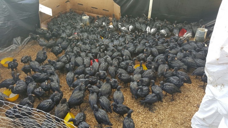 LAZARO CARDENAS PGR inicia investigación por daño ambiental en el Río Balsas, en LC_ a raíz de derrame de combustóleo (4)