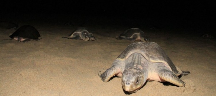 Qué Gran TristezaEncuentran 322 Tortugas Muertas En Playas De Guerrero