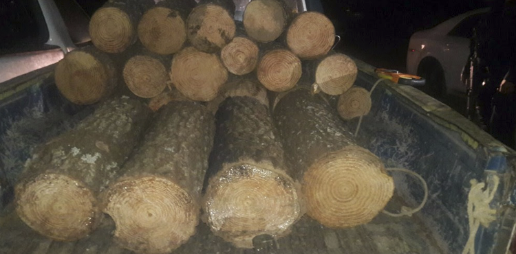 madera-ilegal-charo-tingambato
