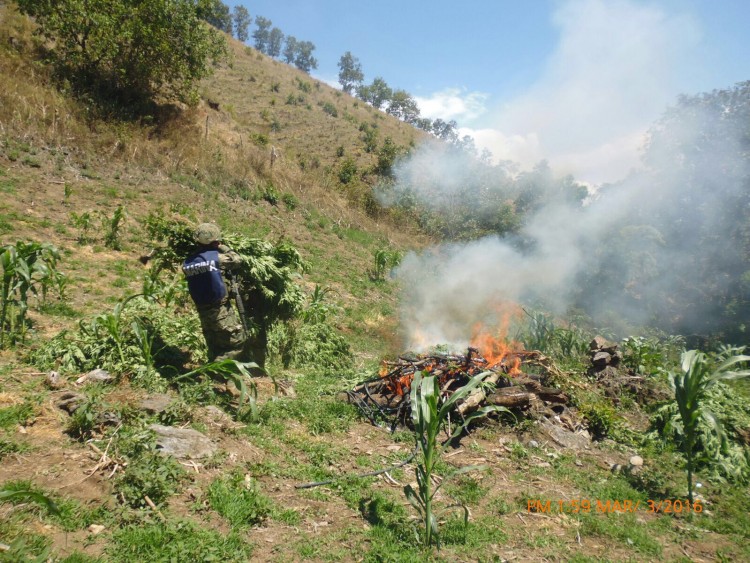 AQUILA Destruyen 7 sembradíos de marihuana en Aquila (1)