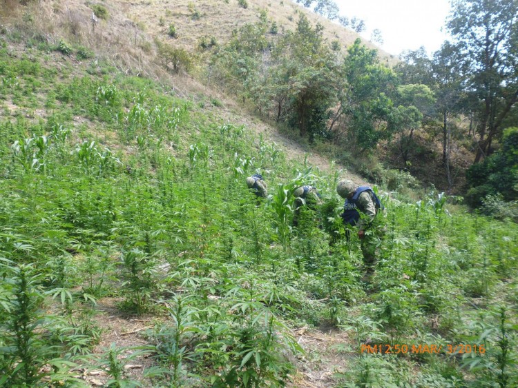 AQUILA Destruyen 7 sembradíos de marihuana en Aquila (1)