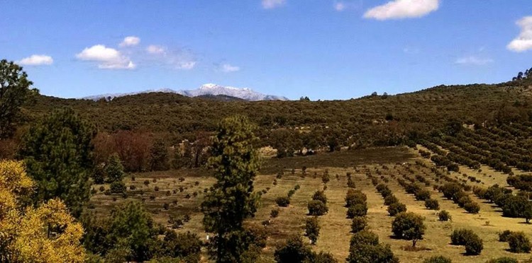 La Helada Daño Huertas En La Capital Del Aguacate #Uruapan 1