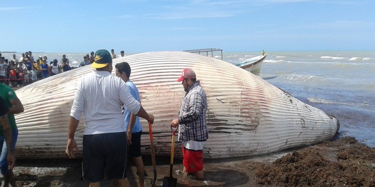 ROFEPA Investiga Las Causas Del Varamiento De Ballena En El Puerto De #Yucatán
