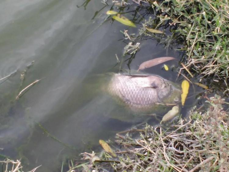 Se Mueren Peces Por Desechos Del Drenaje Del Fraccionamiento Arko San Pedro En Morelia