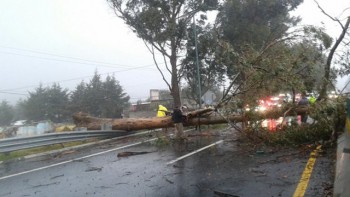 caida-arbol-carretera