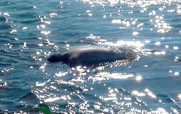 río balsas cadáver