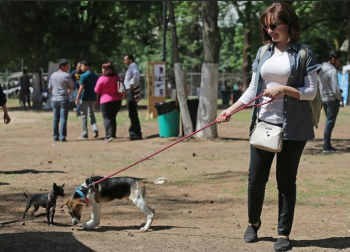 diputada priísta Rosa María de la Torre