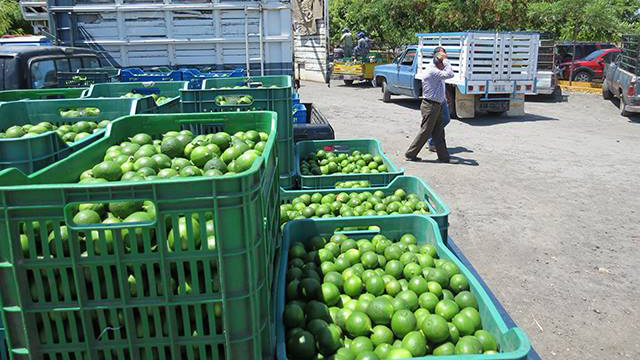 limon-produccion-Michoacan