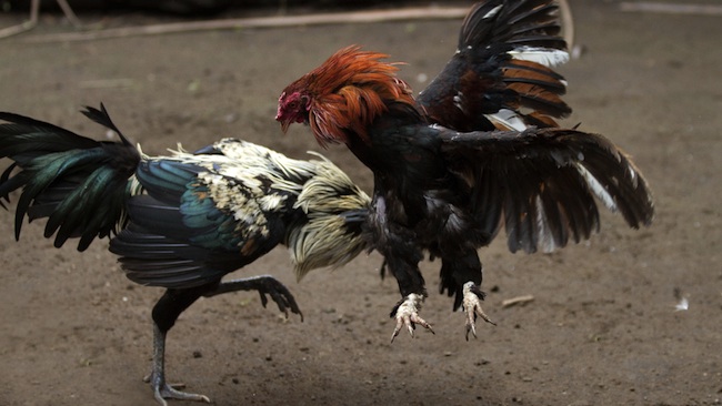 pelea de gallos