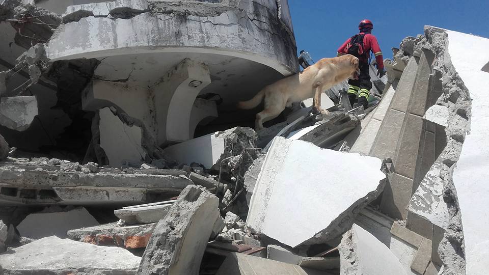 perro de rescate dayko-ecuador terremoto