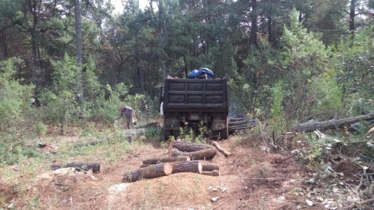 rollos de madera