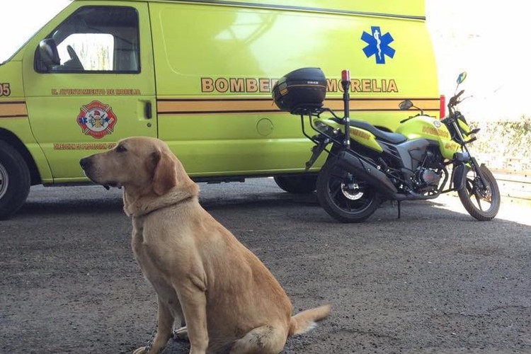 Bomberos-De-Morelia-Refuerza-Unidad-Canina1