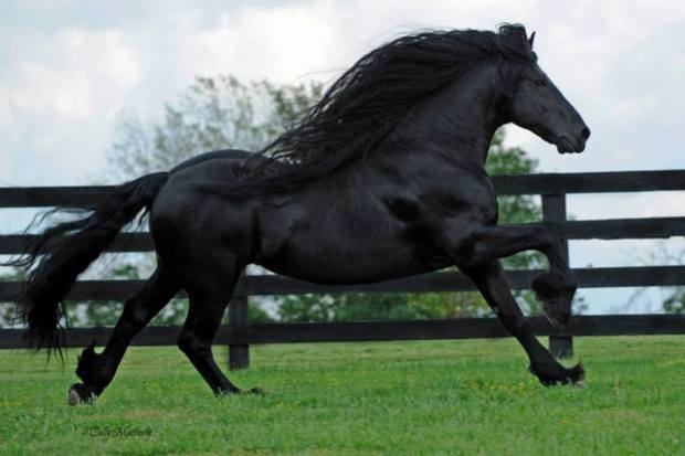 caballo mas hermoso del mundo
