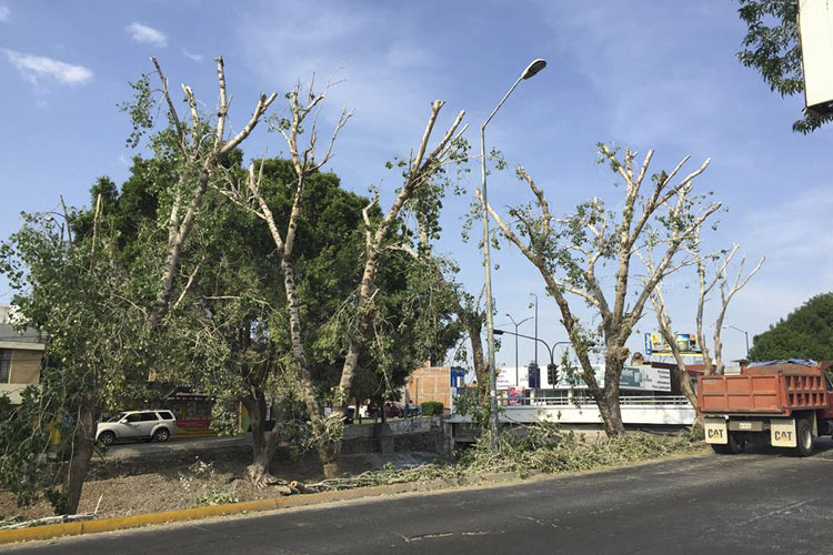 destruyen-habitat-garzas-Morelia