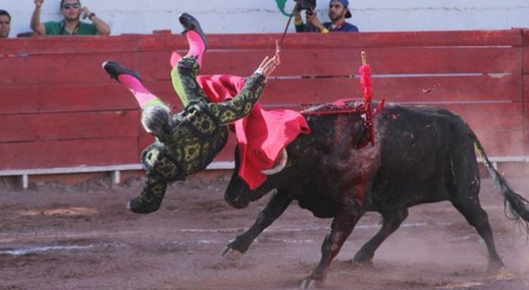 el pana torero cornada