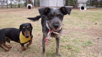 perros-adopcion-Morelia