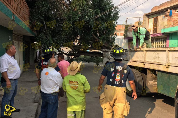 Cae-un-árbol-en-Morelia