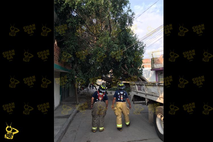 Cae-un-árbol-en-morelia-2