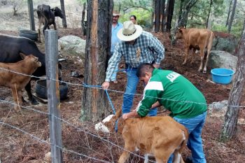 Gobierno-Municipal-Promueve-La-Sanidad-Y-Prevención-Animal--1