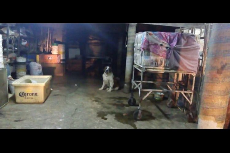 Vinculan-a-proceso-sujeto-por-maltrato-animal-5