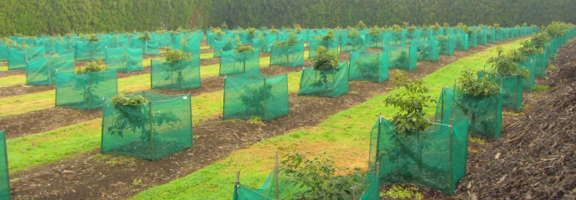 Campo de cultivo en Nueva Zelanda