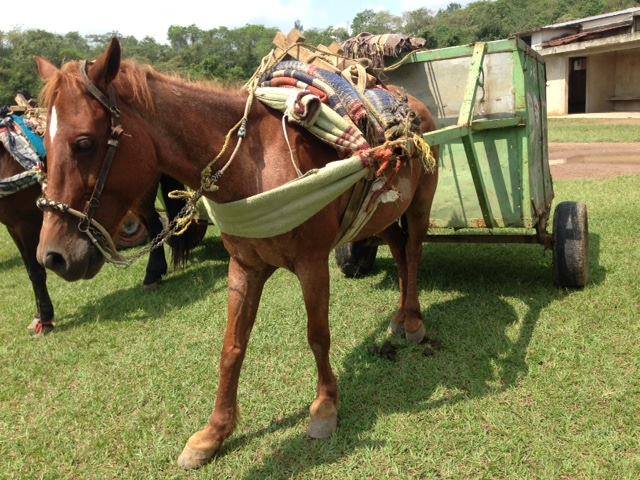 caballos jubilados