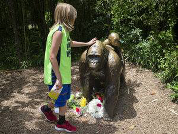 gorilas zoológico de Cincinnati