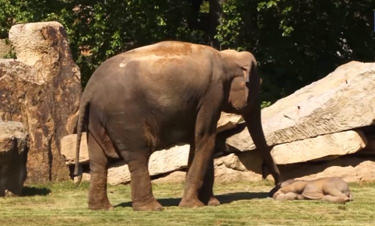 mamá elefante despierta a su bebé 1