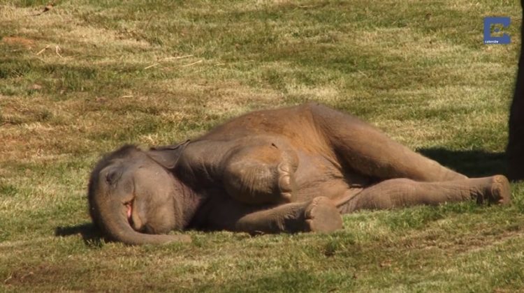 mamá elefante despierta a su bebé