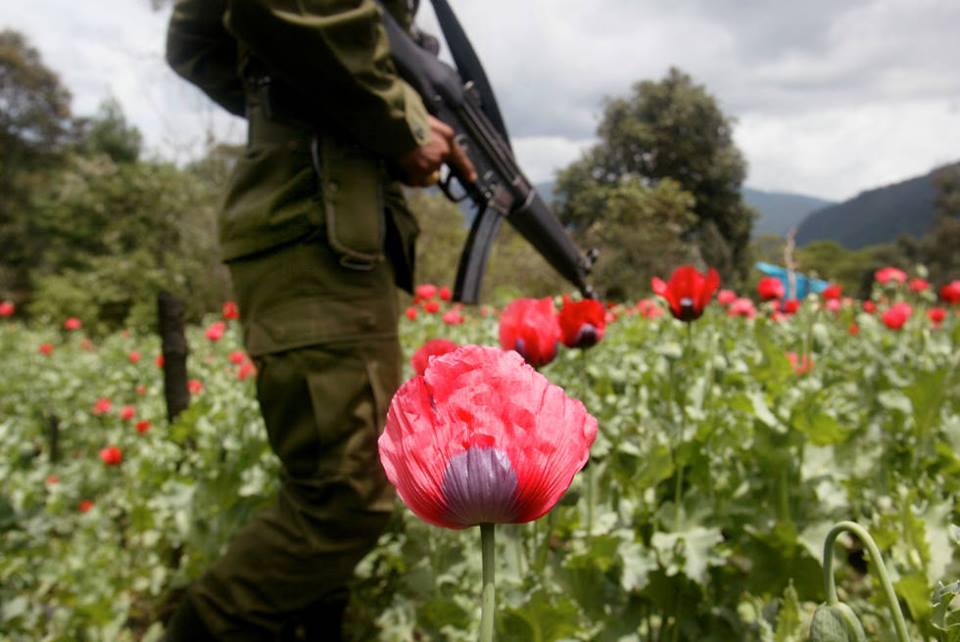 michoacán amapola