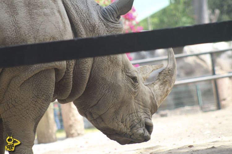 rinoceronte-Zoologico-de-Morelia